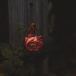 [Q 612] Muslim Woman Marrying Non-Muslim