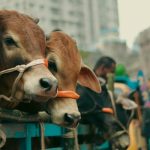 [Q 624] Qurbani for Deceased