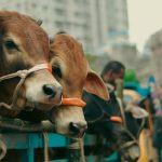 [Q 657] Validity Of Overseas Qurbani