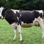 [Q 656] Large Animal Aqiqah Ruling