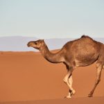 [Q 688] Camel Rulings Explained
